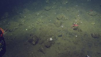 Media type: image;   Invertebrate Zoology 153141 Description: live specimen;